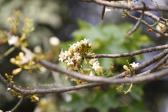 Brachychiton australis